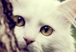 吃瓜娱乐酱抱枕猫,吃瓜娱乐酱带你领略萌宠魅力