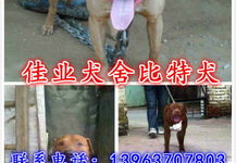 斗狗品种,历史演变与现代社会地位